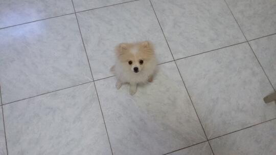 Pomeranian Lovers Part 3 Page 113 Kaskus