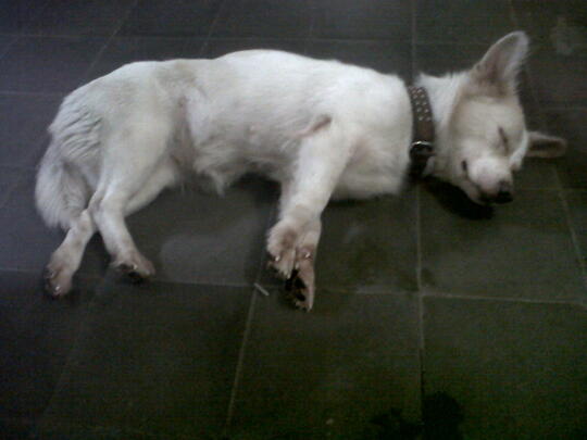 Pencinta Anjing Kintamani Bali Page 119 Kaskus