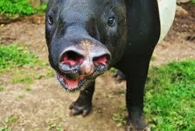 Tapir Adalah Binatang Yang Dilindungi Kaskus