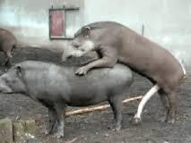 Tapir Adalah Binatang Yang Dilindungi Kaskus