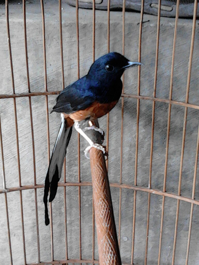 Burung Muray Murai Batu Medan Kaskus