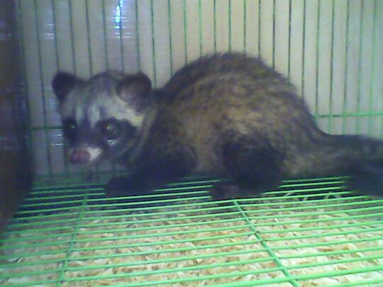 Musang Pandan Lucu, Unik dan Jinak Termurah dan Terbaik di Jakarta dan Tangerang