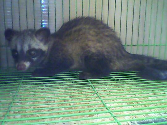 Musang Pandan Lucu, Unik dan Jinak Termurah dan Terbaik di Jakarta dan Tangerang