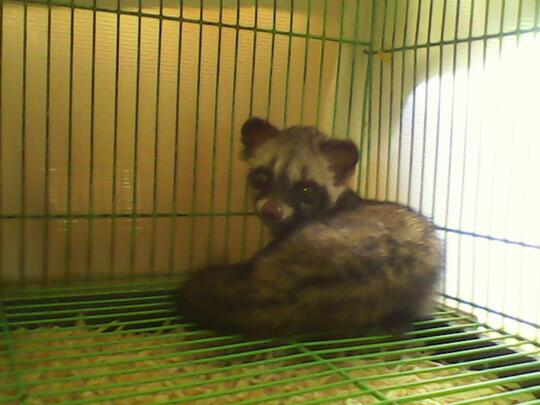 Musang Pandan Lucu, Unik dan Jinak Termurah dan Terbaik di Jakarta dan Tangerang