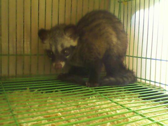Musang Pandan Lucu, Unik dan Jinak Termurah dan Terbaik di Jakarta dan Tangerang