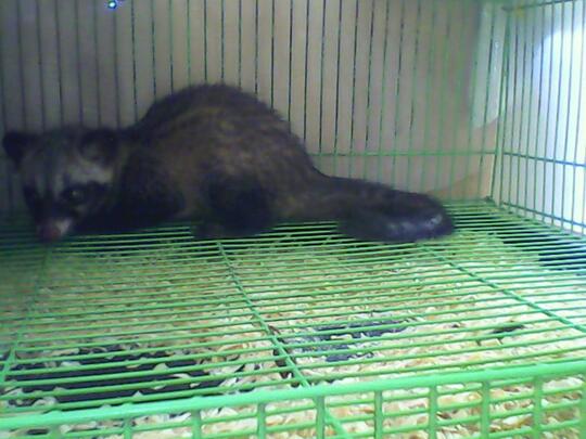 Musang Pandan Lucu, Unik dan Jinak Termurah dan Terbaik di Jakarta dan Tangerang