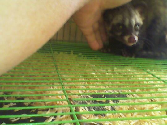 Musang Pandan Lucu, Unik dan Jinak Termurah dan Terbaik di Jakarta dan Tangerang