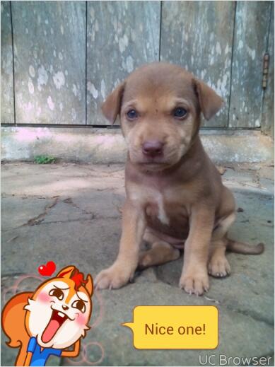 Anjing Kampung Mongrel Mix Breed Campuran Silangan Lover S Part