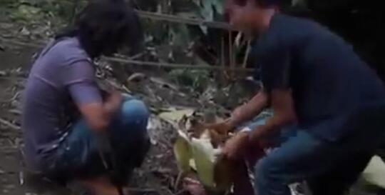 Bunga Bangkai Langka Dirusak Sambil Cekikikan