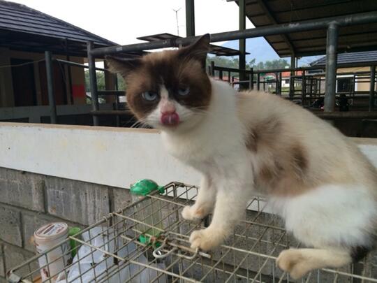 Inilah Klasifikasi Kucing Peliharaan Berdasarkan Berat Tubuhnya 