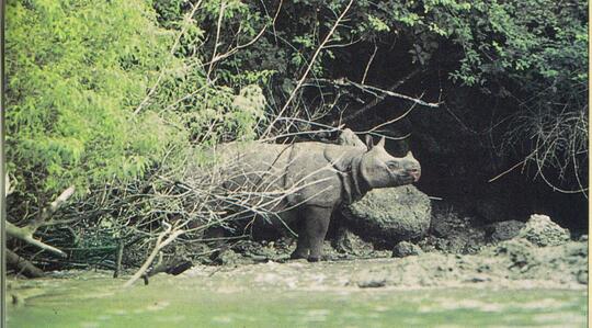 Apa Aja Yang Bisa Lo Dapet Di Taman Nasional Ujung Kulon