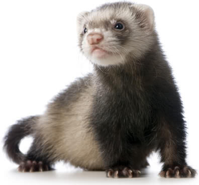 Mengenal Ferret The Power Off Cuteness Animal Kaskus
