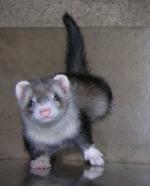Mengenal Ferret The Power Off Cuteness Animal Kaskus