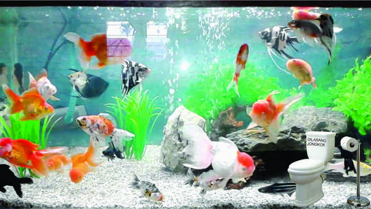 Aquarium untuk batu zeolit dasar When and