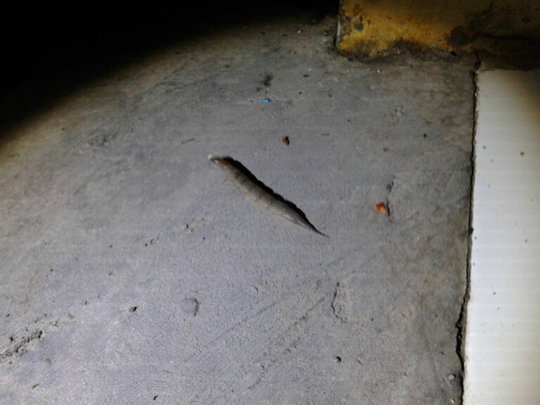 Ada Yg Tau Ini Binatang Namanya Apa Kaskus