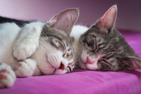 134 Wallpaper Kucing Romantis Images - MyWeb