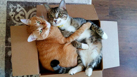 100 Foto Gambar Kucing Romantis Paling Keren 100 Foto Gambar Kucing Romantis Paling Keren