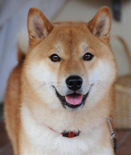 Lucu Nya Anjing Shiba Inu Memakai Macam Macam Kostum Kaskus