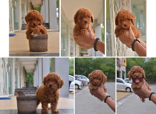 jual tiny toy poodle