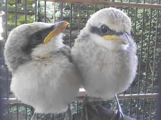 Yang Tanya Masuk Sini Semua Burung Page 215 Kaskus