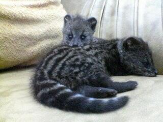 Jenis Jenis Musang Dan Pengertian Nya Kaskus