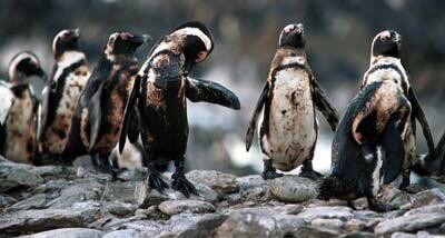 Ini pinguin tiap tahun berkunjung ke nelayan yang selamatkan dirinya gan