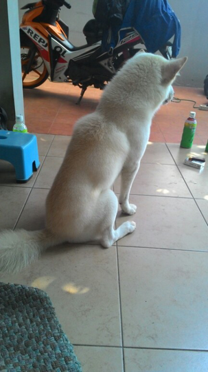 Pencinta Anjing Kintamani Bali Kaskus