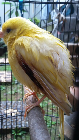 Pecinta Kenari Jenis Finch Lain Blackthroat Sanger Mozambik