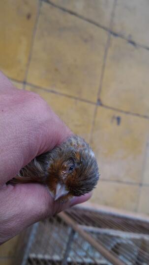 Pecinta Kenari Jenis Finch Lain Blackthroat Sanger Mozambik