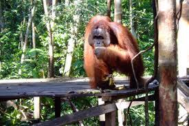 Destinasi Wisata Pesona Alam Kalimantan Tengah Kaskus