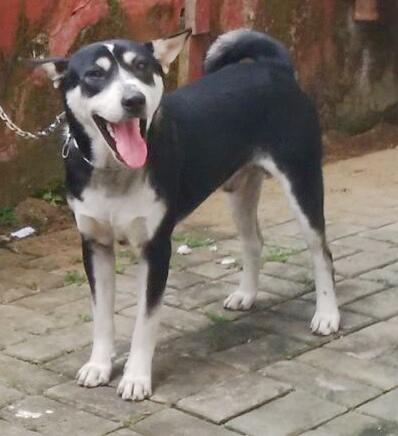 Anjing Kampung Mongrel Mix Breed Campuran Silangan Lover S Part