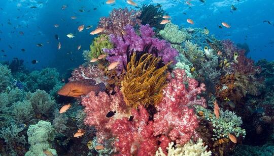 8 Fakta Keren Soal Indonesia yang Patut Dibanggakan Pada Dunia