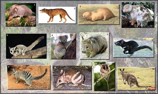 Hewan Marsupial yang mungkin agan gak tau
