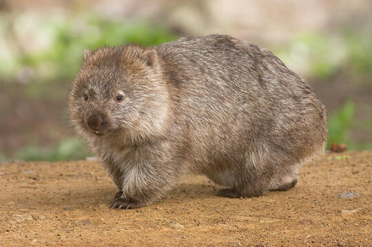 Hewan Marsupial yang mungkin agan gak tau