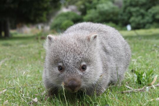 Hewan Marsupial yang mungkin agan gak tau