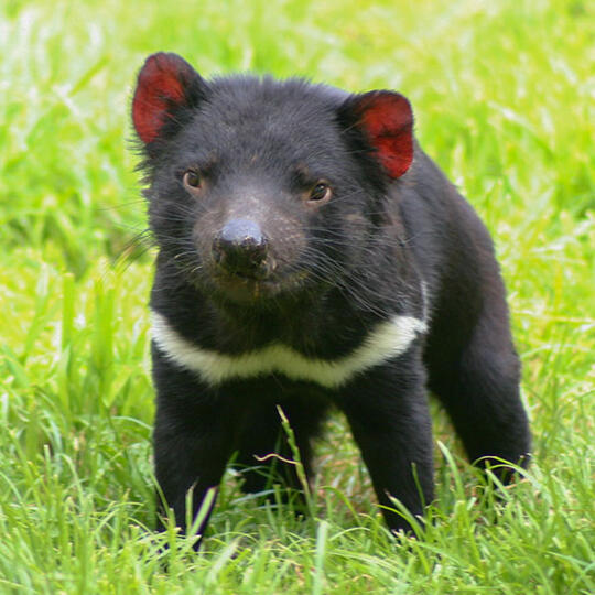 Hewan Marsupial yang mungkin agan gak tau