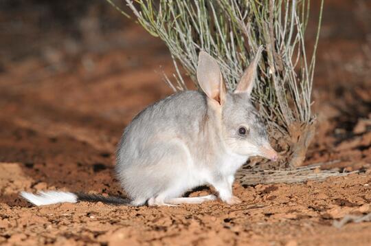 Hewan Marsupial yang mungkin agan gak tau