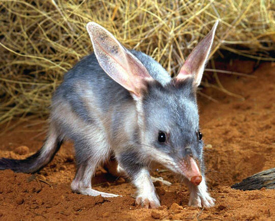 Hewan Marsupial yang mungkin agan gak tau