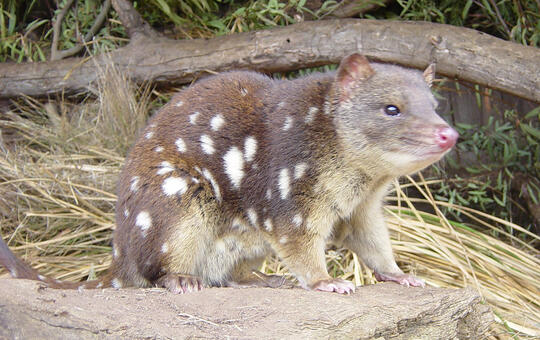 Hewan Marsupial yang mungkin agan gak tau