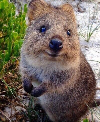 Hewan Marsupial yang mungkin agan gak tau