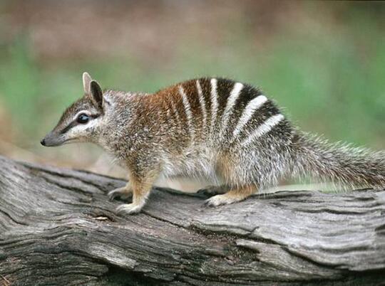 Hewan Marsupial yang mungkin agan gak tau