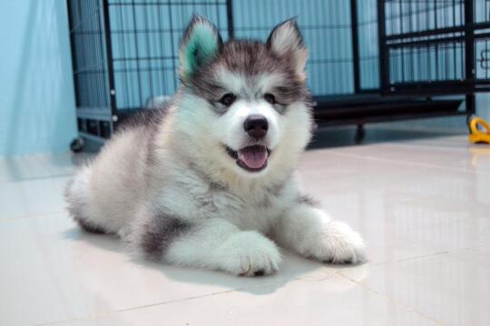 10 Jenis Anjing Polisi Terbaik Page 14 Kaskus