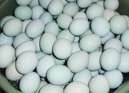 TELUR ASIN (yg butuhu suplay. ane bisa bantu)