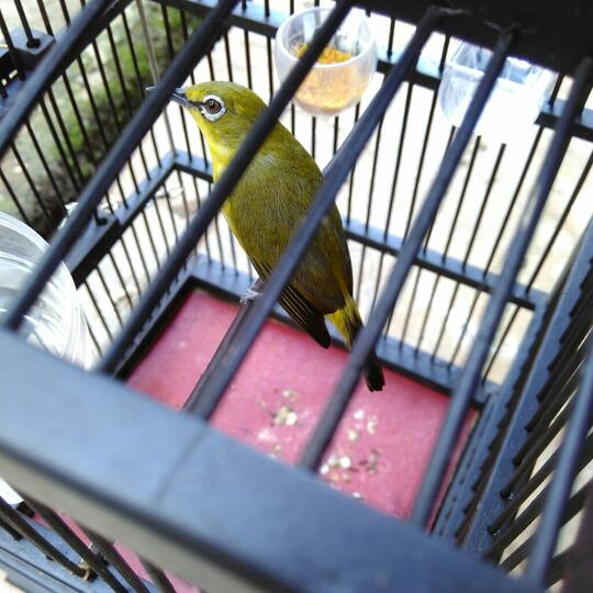 Pleci Lovers Kaskus