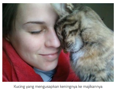 11 Tanda Kucing Mulai Menyayangi Kita!  KASKUS