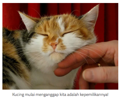 11 Tanda Kucing Mulai Menyayangi Kita!  KASKUS