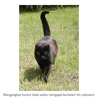 11 Tanda Kucing Mulai Menyayangi Kita!  KASKUS