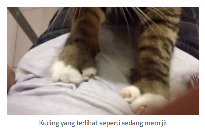 11 Tanda Kucing Mulai Menyayangi Kita!  KASKUS