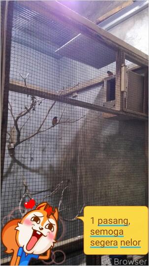 Balasan Dari Tledekan Lovers Kaskus