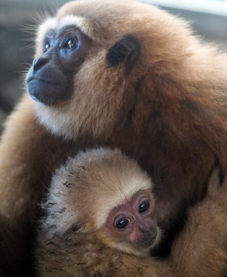 Cinta Indonesia Binatang Endemik Ini Hanya Ada Di Kalimantan Kaskus